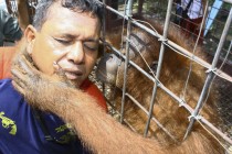 Miami hayvanat bahçesindeki orangutanlar, iletişim kurmak için iPad kullanıyor