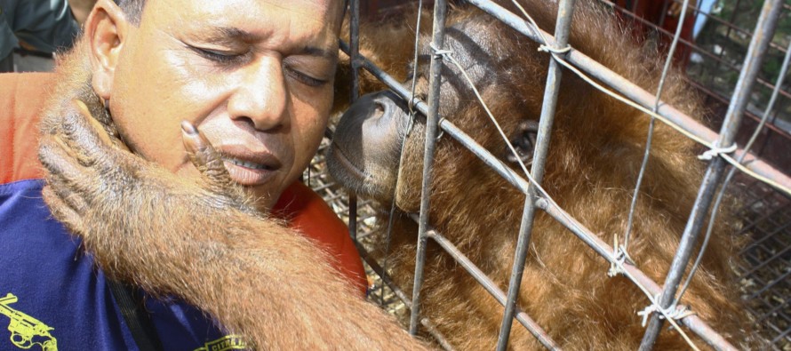 Miami hayvanat bahçesindeki orangutanlar, iletişim kurmak için iPad kullanıyor