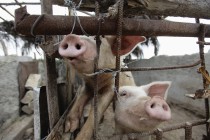 Üretim çiftliğinde kaderine ter kedilen 500 bin domuz itlaf edilecek