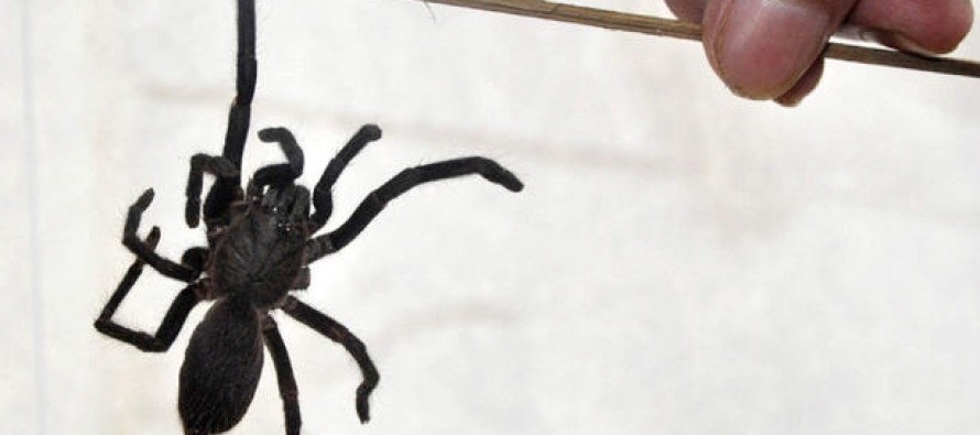 Yeni bir ısıran örümcek türü Hindistan’da paniğe neden oldu
