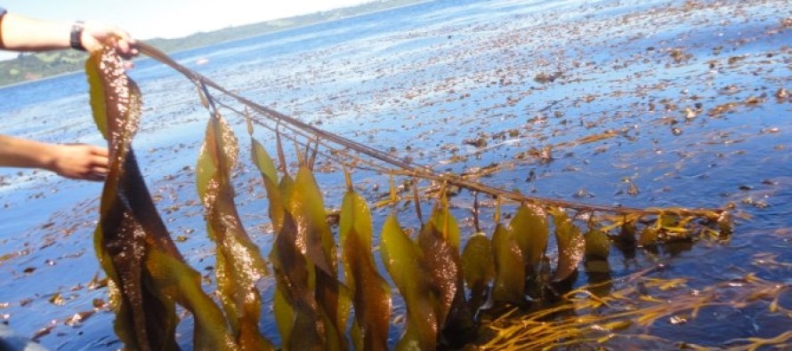 Deniz yosunlarının imhası havadaki karbon oranını artırıyor