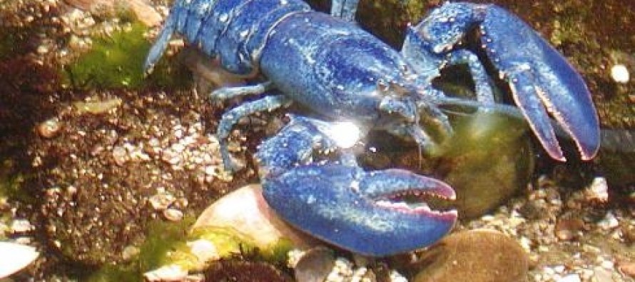 Ocean City’de türüne nadir rastlanan bir mavi ıstakoz yakalandı