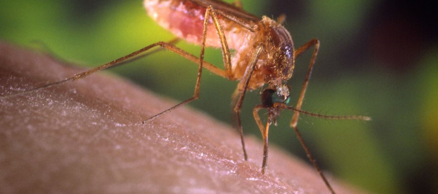 New York’ta Batı Nil virüsü alarmı