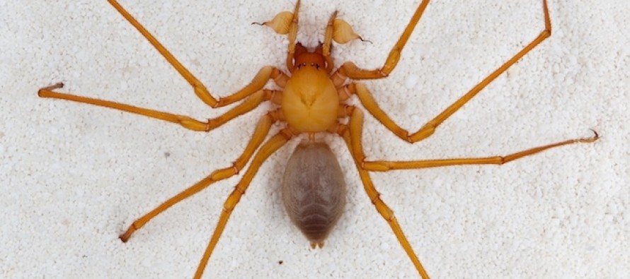 Oregon’da yeni bir örümcek türü keşfedildi
