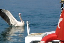 Balıkçıların maskotu ‘Garip’i vurdular