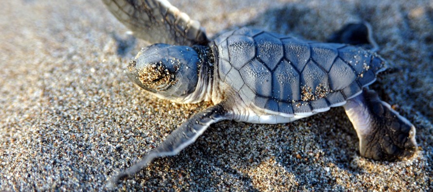 Aktivistler, Cayman adasındaki çiftlikten deniz kaplumbağası yetiştiriciliğini durdurmasını istedi