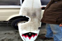 Californiya’da bir sörfçü köpekbalığı  saldırısına uğradı