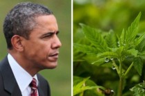 Marihuana Obama’dan daha çok oy aldı