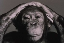 Şempanzeler de ‘orta yaş krizi’ geçiriyor