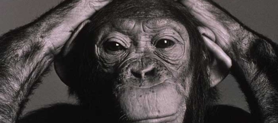 Şempanzeler de ‘orta yaş krizi’ geçiriyor