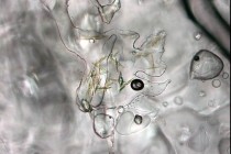 Buz içinde oksijensiz ve ışıksız yaşayabilen bakteriler bulundu
