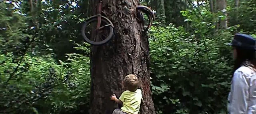 Bisiklet yutan ağacın önünde hayat dersi!
