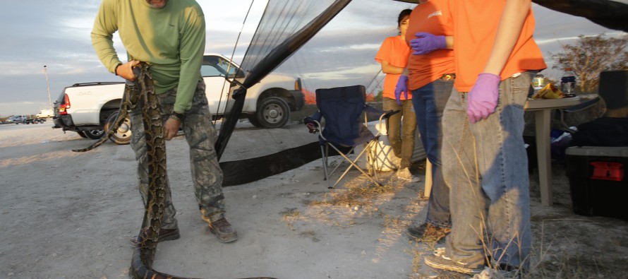Florida’da 1600 avcı 68 piton avladı