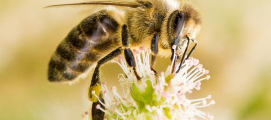 AIDS’e arı zehri çare mi oluyor?