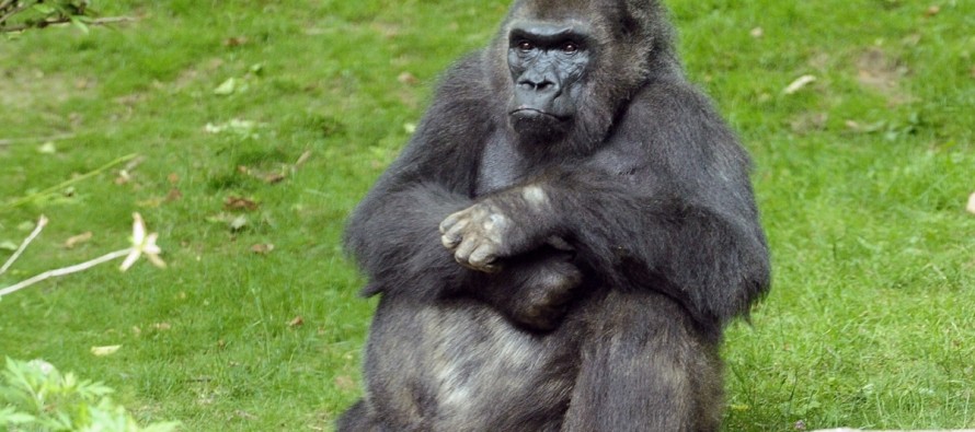 New York’ta doğan 40 yaşındaki goril Pattycake öldü