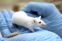 Genetiği değiştirilmiş fare ile Alzheimer hastalığına çare aranacak