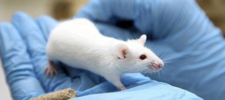Genetiği değiştirilmiş fare ile Alzheimer hastalığına çare aranacak