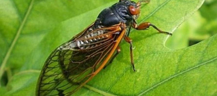 ABD, ağustos böceklerinin istilasına hazırlanıyor