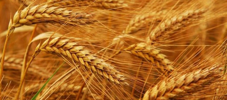 İngiliz bilim adamları ‘süper buğday’ geliştirdi