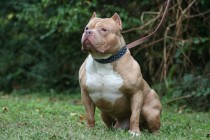 Pitbull 6 yaşındaki çocuğu öldürdü