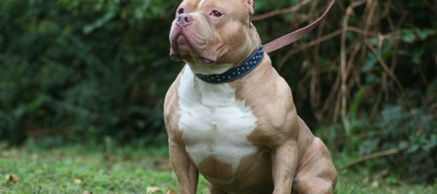 Pitbull 6 yaşındaki çocuğu öldürdü