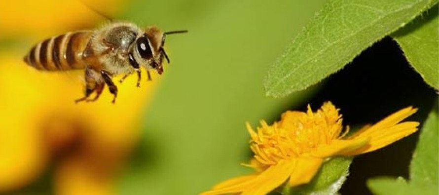 Çocuklarda arı alerjisine dikkat!