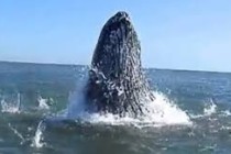 New Yorklulara dev balina sürprizi