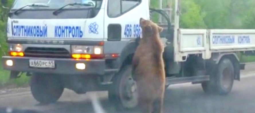Rusya’da ormandan inen aç ayılar bakın ne istiyor!