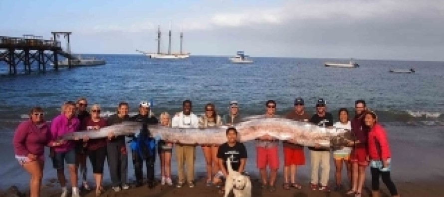5,5 metrelik dev balık görenleri şaşırtıyor