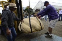 Bu yılki en büyük kabak 416 kg