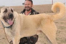 Kangal köpeğine 72 bin lira