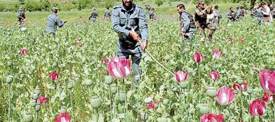 BM’den ürküten rapor: Afganistan afyon tuzağında