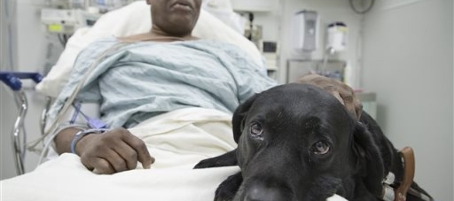 Cesur köpek görme engelli sahibini tren altında kalmaktan kurtardı