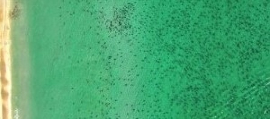 Binlerce köpek balığı Florida’nın Güney sahillerine göç ediyor