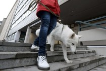 Finlandiyalılar ‘köpek vergisi’ ödemekten bıktı