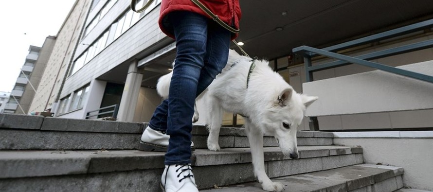 Finlandiyalılar ‘köpek vergisi’ ödemekten bıktı