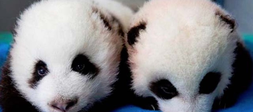 Atlanta’daki erkek zannedilen meşhur ikiz pandaların aslında dişi olduğu anlaşıldı