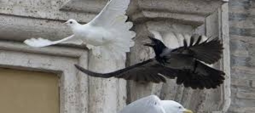 Vatikan’ın barış güvercinlerine karga ile martı saldırdı