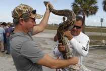 Florida’da 5.5 metre uzunluğunda piton yakalandı