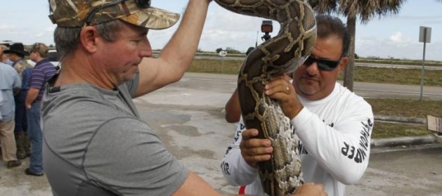 Florida’da 5.5 metre uzunluğunda piton yakalandı
