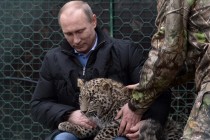 Putin’in kucağına aldığı leopar, kameramanın ayağını kanattı