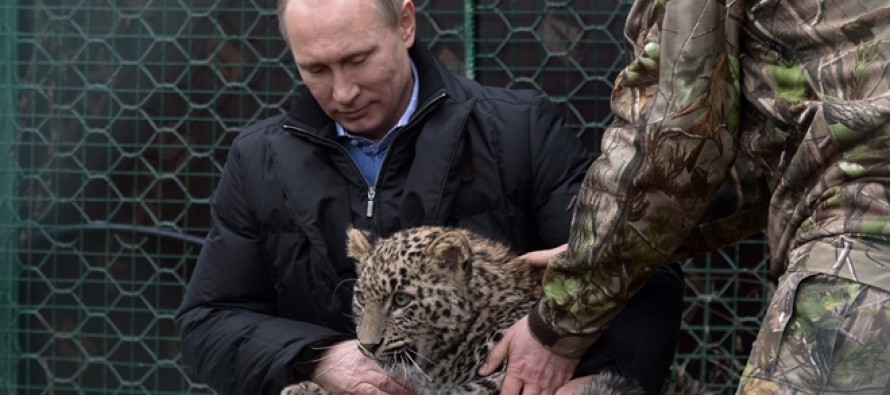 Putin’in kucağına aldığı leopar, kameramanın ayağını kanattı