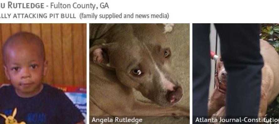 Pitbull köpeği oğlunu öldürdü, vahşi köpeklerin yasaklanması için kampanya başlattı