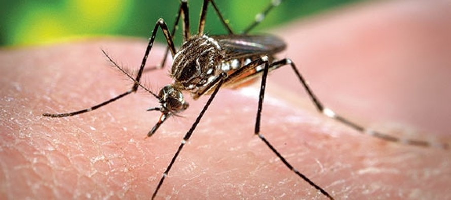 Sivrisinekleri biyolojik silah yapacaklarmış