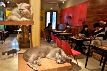 Kedileri seviyorsanız bu kafe tam size göre!