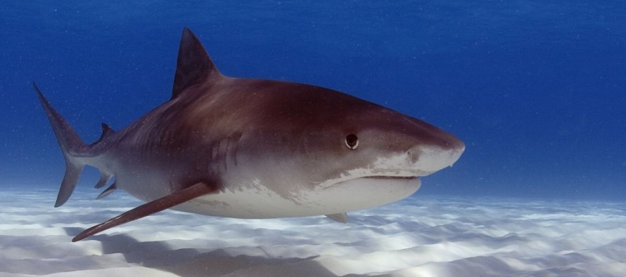 Florida’da köpek balığı saldırısı