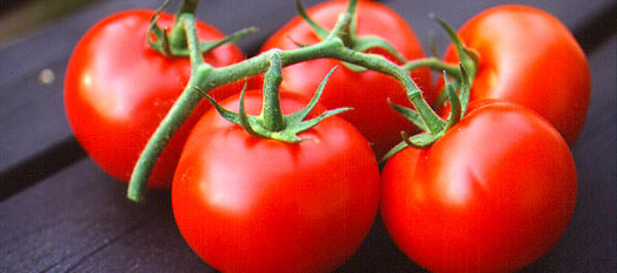 “Kansere karşı domates yiyin”