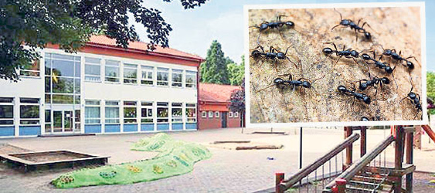 Karıncalar okullu oldu, öğrenciler sınıfları boşalttı!