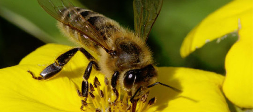 Oregon, arı kolonilerinin 5’te 1’ini kaybetti