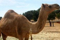 Suudi Arabistan’da Hac mevsiminde deve kurban edilmesi yasaklanabilir
